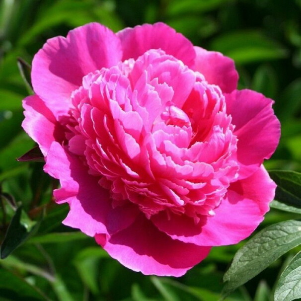Пион Bouquet Perfect , ярко-розовый
