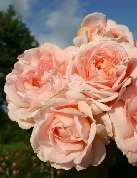 Роза Cremosa, розово-абрикосовый, флорибунда, Kordes