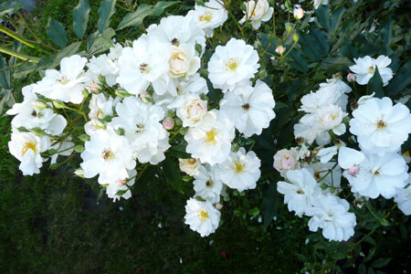 Роза Penelope Hobhouse (мускусная), белый, шраб, Scarman