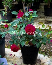Роза Darcey Bussell, C12,5, малиновый, шраб, Austin