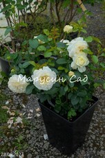 Роза Tranquillity, C12,5, белый, шраб, Austin
