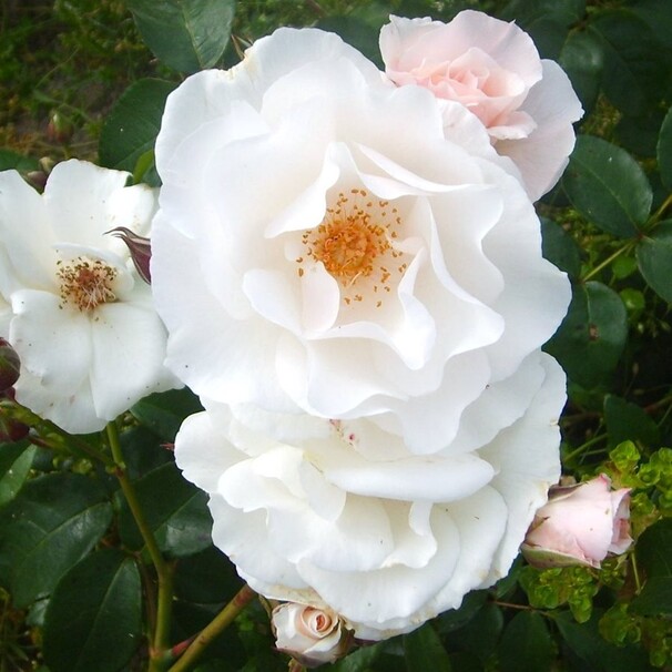 Роза Maria Mathilda, бело-розовый, флорибунда, Lens