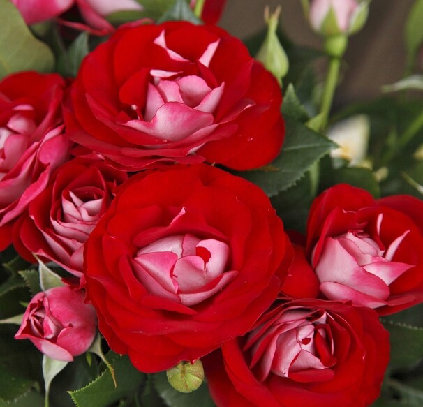 Роза Rose der Einheit, красный, флорибунда, Kordes