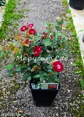 Роза Rose der Einheit, C12,5, красный, флорибунда, Kordes