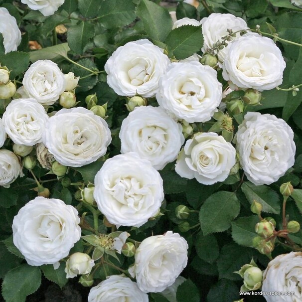 Роза Schneekusschen, белый, флорибунда, Kordes
