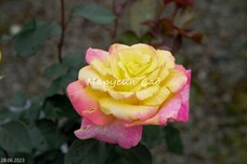 Роза Horticolor, C12,5, желто-малиновый, чайно-гибридная, Laperriere