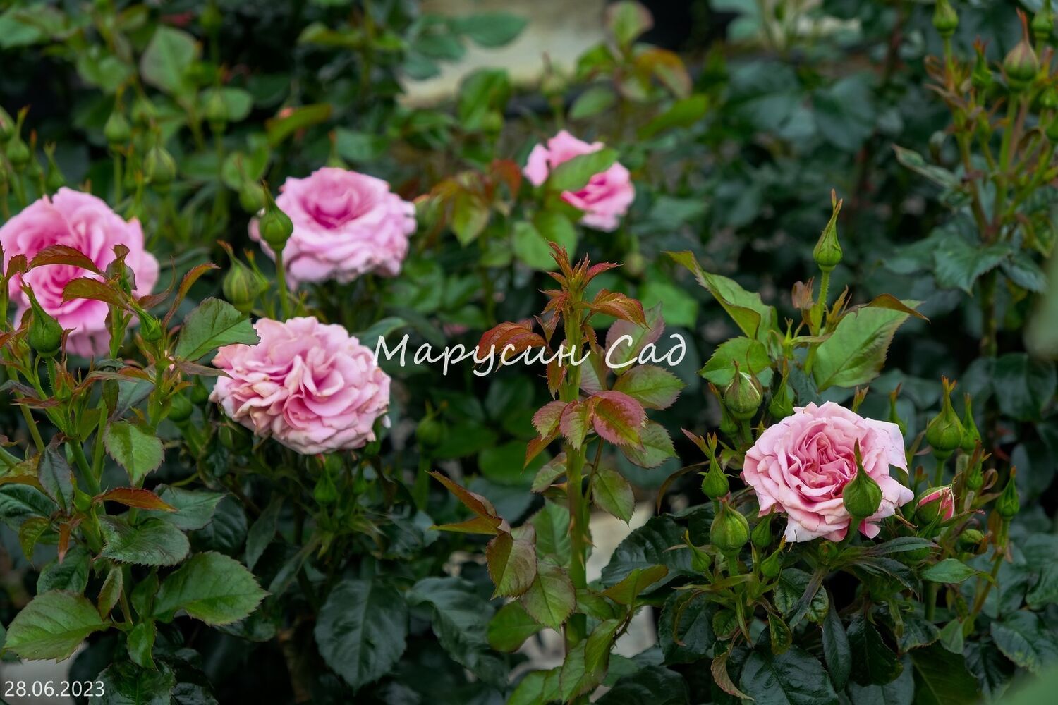 Роза Bonica, нежно-розовый, шраб (почвопокровная), Meilland - Шрабы - Розы - Растения - Каталог - marusin-sad.com