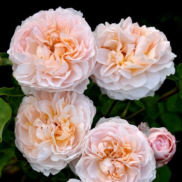 Роза The Lady Gardener, абрикосовый, шраб, Austin