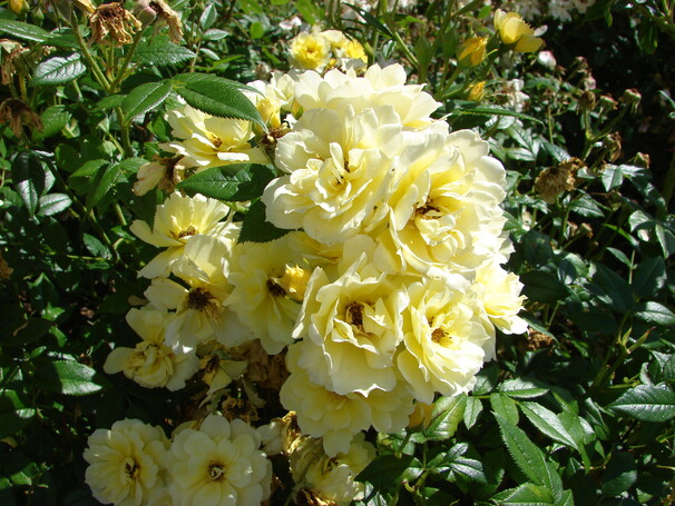 Роза Golden Mozart, лимонный, шраб, Verschuren