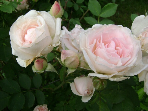 Роза Morden Blush (канадская), нежно-розовый, шраб, Marshall