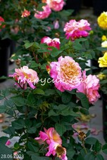 Роза Augusta Luise, C7, абрикосово-розовый, чайно-гибридная, Tantau