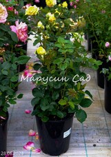 Роза Cappuccino, C7, сливочно-желтый, чайно-гибридная, Tantau
