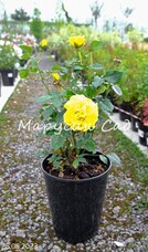 Роза Friesia, C7, ярко-желтый, флорибунда, Kordes