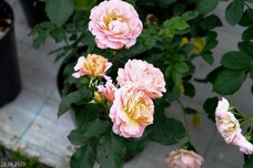 Роза Marie Curie, C7, абрикосово-розовый, шраб, Meilland