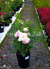 Роза Rosenfaszination, C7, бледно-розовый, флорибунда, Kordes
