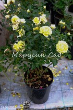 Роза Solero, C7, лимонно-желтый, флорибунда, Kordes