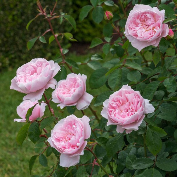Роза Wisley 2008, нежно-розовый, шраб, Austin