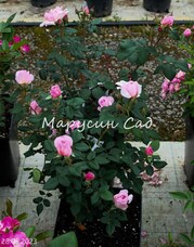 Роза The Ancient Mariner, C12,5, розовый, шраб, Austin