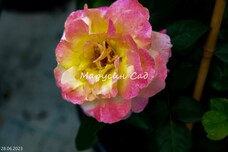 Роза Aquarell, C30, желто-розовый, чайно-гибридная, Tantau