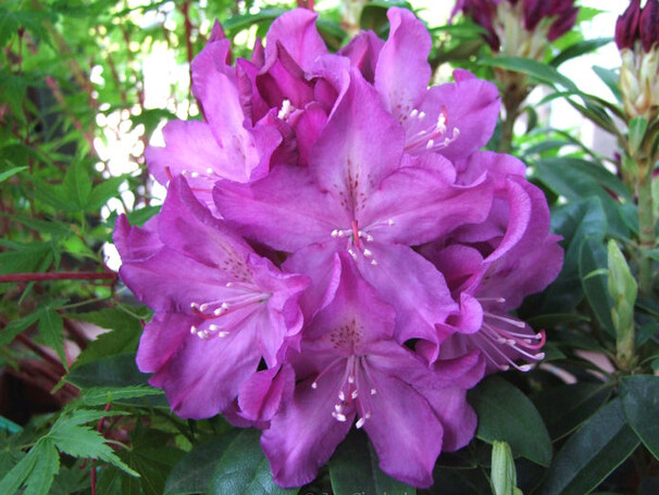 Рододендрон гибридный Boleslaw Chrobry / Royal Lilac