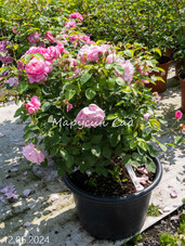 Роза Mary Rose, C40, нежно-розовый, шраб, Austin