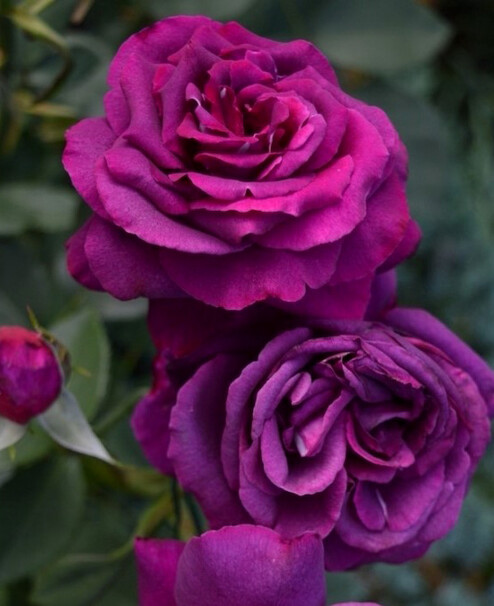 Роза Parfum De Honfleur, пурпурно-фиолетовый, чайно-гибридная, Tantau