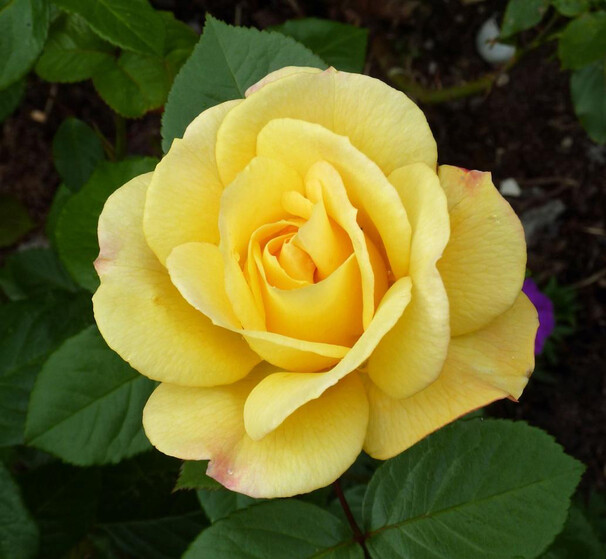 Роза Arthur Bell, ярко-желтый, флорибунда, McGredy