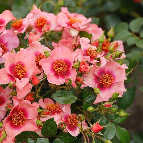 Роза Djamila (Orienta), насыщенно-розовый, флорибунда, Tantau