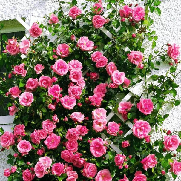 Роза Lawinia, насыщенно-розовый, плетистая, Tantau