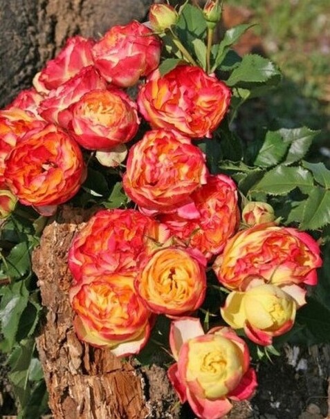 Роза Vulcanica, желтый с красным, чайно-гибридная, Kordes
