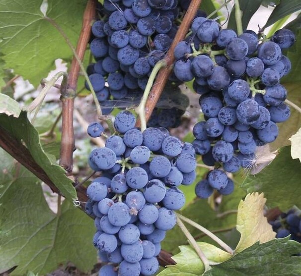 Виноград плодовый в ассортименте