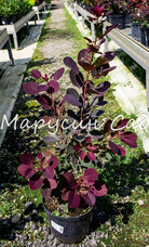 Скумпия кожевенная Royal Purple, C5