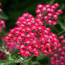 Тысячелистник обыкновенный Cerise Queen, C1
