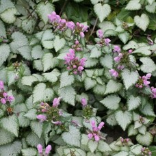 Яснотка пятнистая Pink Pewter, C1