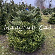 Пихта корейская Select, h100-125, RB
