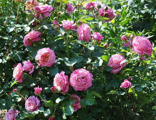 Роза Agnes Schilliger, сиренево-розовый, шраб, Massad