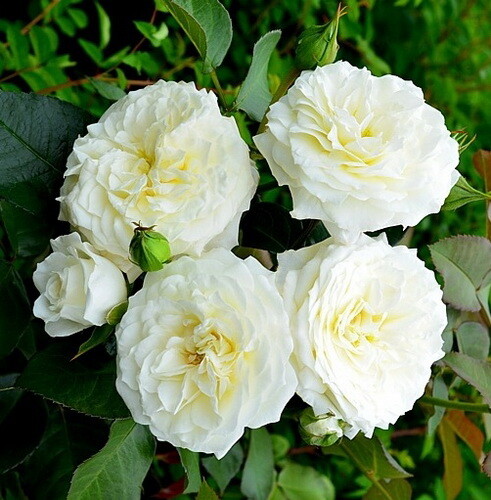 Роза Alabaster, белый, флорибунда, Evers