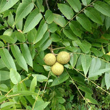 juglans-nigra