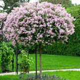 syringa-palibin2-650x650